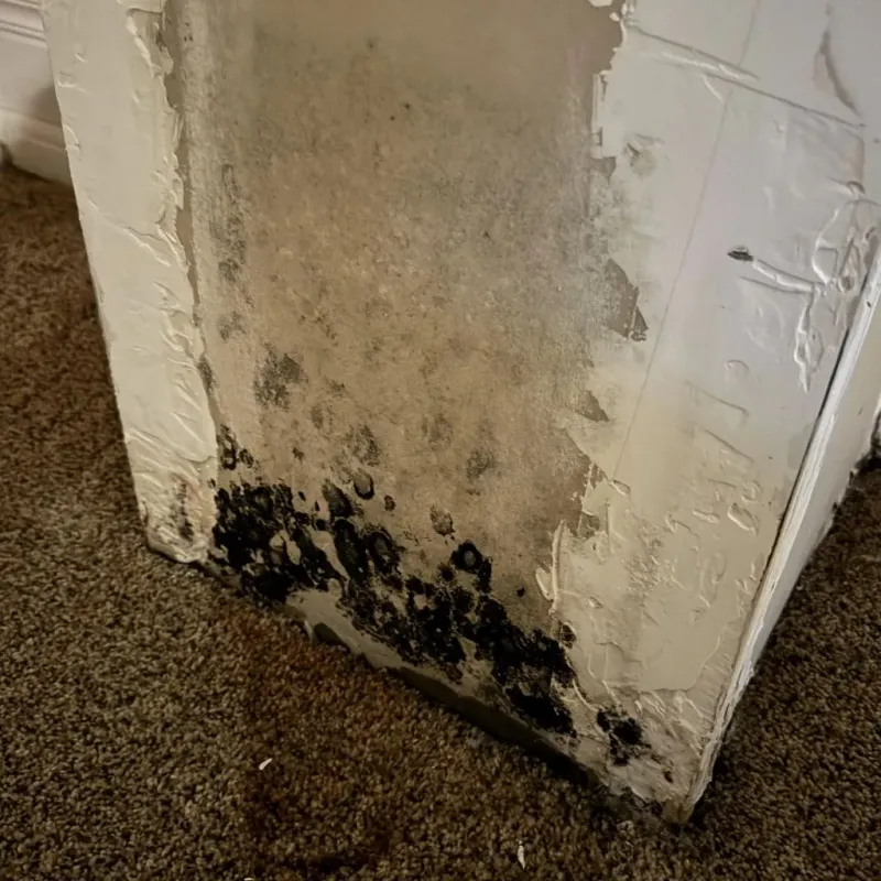 Professional Mold Removal in Agua Dulce, TX